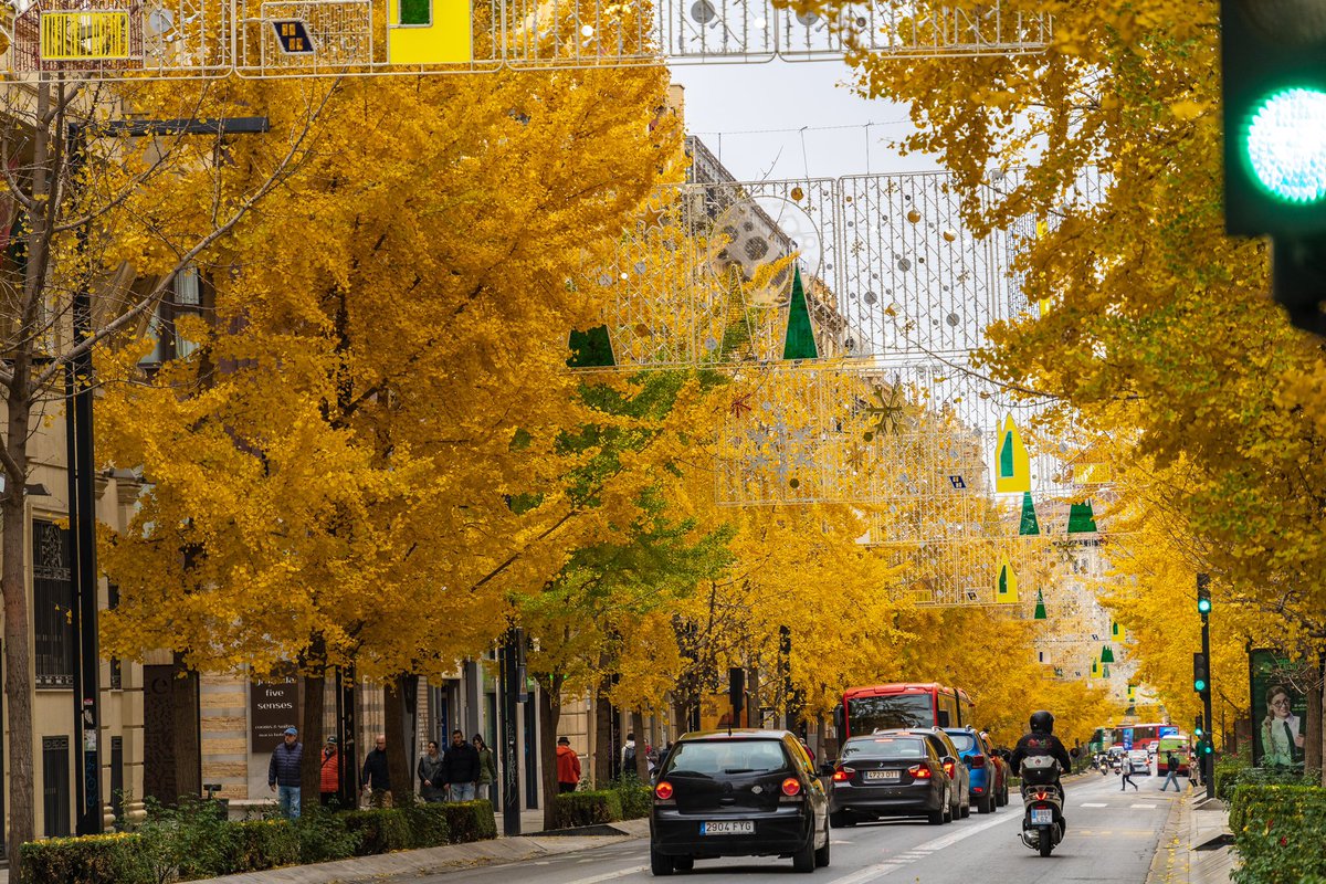 PacoCuenca's tweet photo. En #Granada el primer ejemplar de #Gingko llegó en 1889 y se plantó en el Jardín Botánico. 
Hoy, forman parte de un espectáculo en estos días.

#BuenosDíasGranada 🧡 https://t.co/v4EYlFmoig