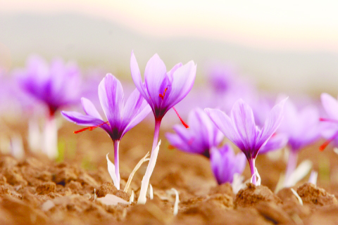 RisingKashmir's tweet photo. Base price for dry #saffron fixed at #IIKSTC
#Mogra will sell for rupees 250 a gram, #Laccha for 200
Reports @javidsofii
https://t.co/Cueyfaoivh https://t.co/NL1pJ3mZPU