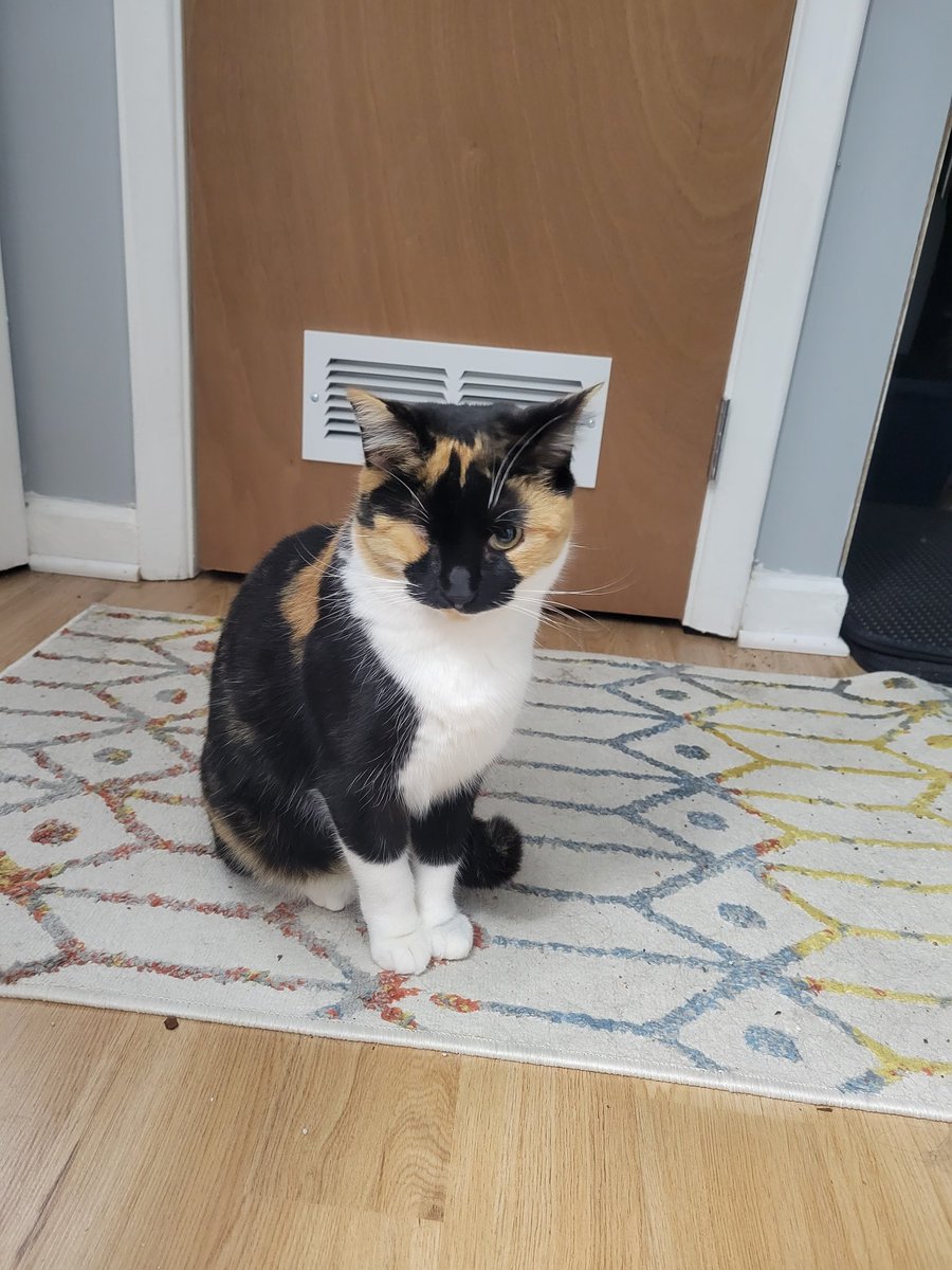 soitgoes86's tweet image. Basil still won&apos;t let me touch her but she now tolerates me enough to follow me around and stare at me with some meows. She is VERY interested in what goes on in the bathroom.
Making progress! 
Cori still hates me and exists in the cat dimension. I only see her every few days.