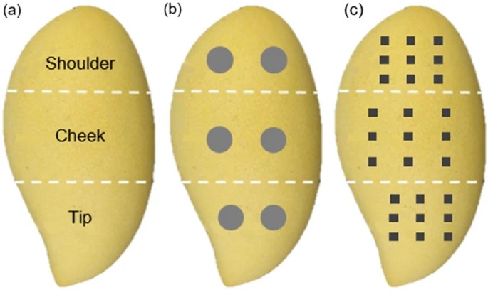 ftsu's tweet photo. Rungpichayapichet, P., Chaiyarattanachote, N., Khuwijitjaru, P. et al. Comparison of near-infrared spectroscopy and hyperspectral imaging for internal quality determination of ‘Nam Dok Mai’ mango during ripening. Food Measure (2022). https://t.co/ZxZOqEhIY0 https://t.co/kCwjThBtZA