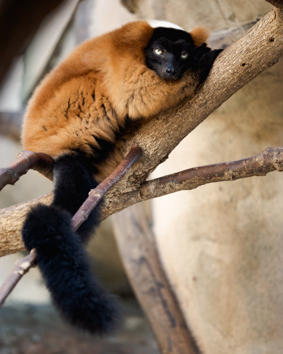 One of the beautiful lemuriform primates of Madagascar, the 'Vari roux' (Varecia rubra)
Also discover 👉 mada-books.com/curiosite-tour…
#Madagascar #lemur #tourism #madabooksedition