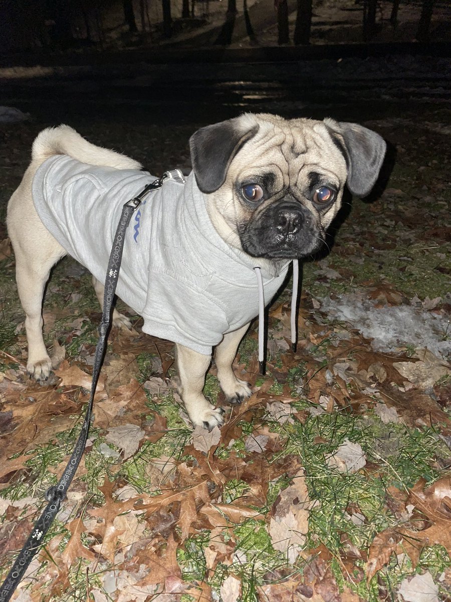 codeage's tweet image. Thug the pug