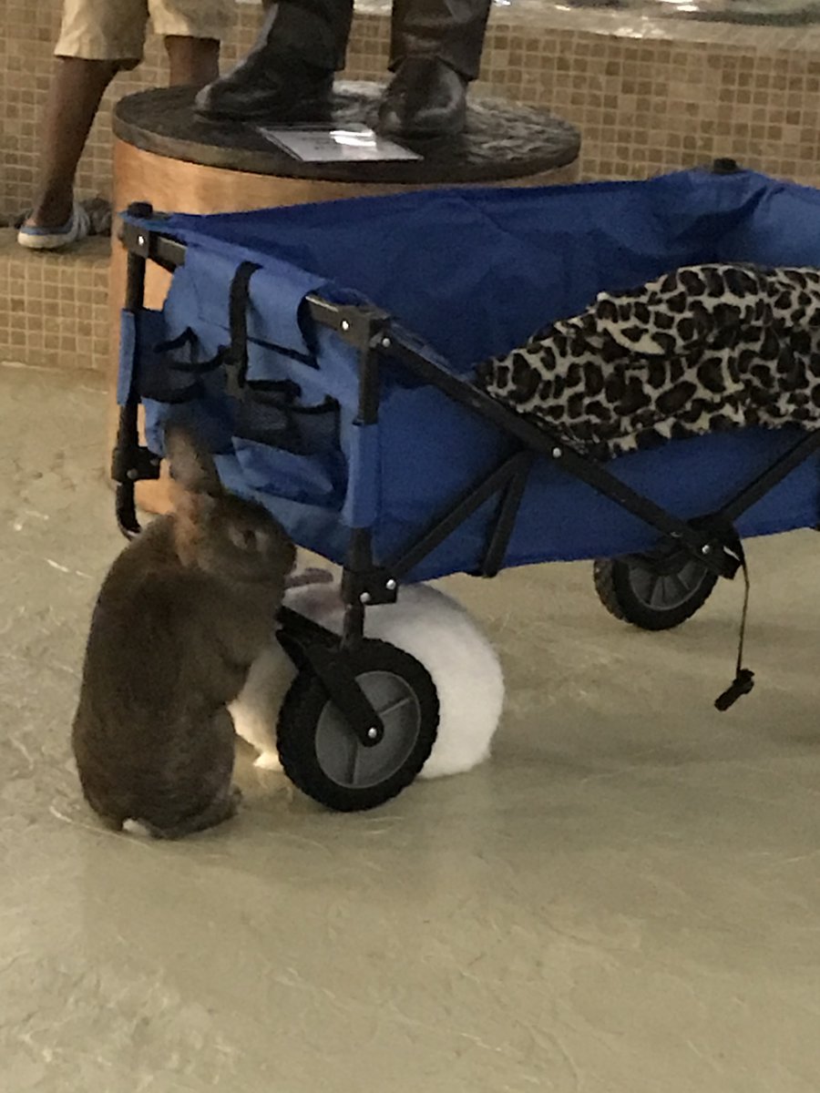 Daily Bunny Memes 🇺🇦 on Twitter "Quick, throw the cash into the