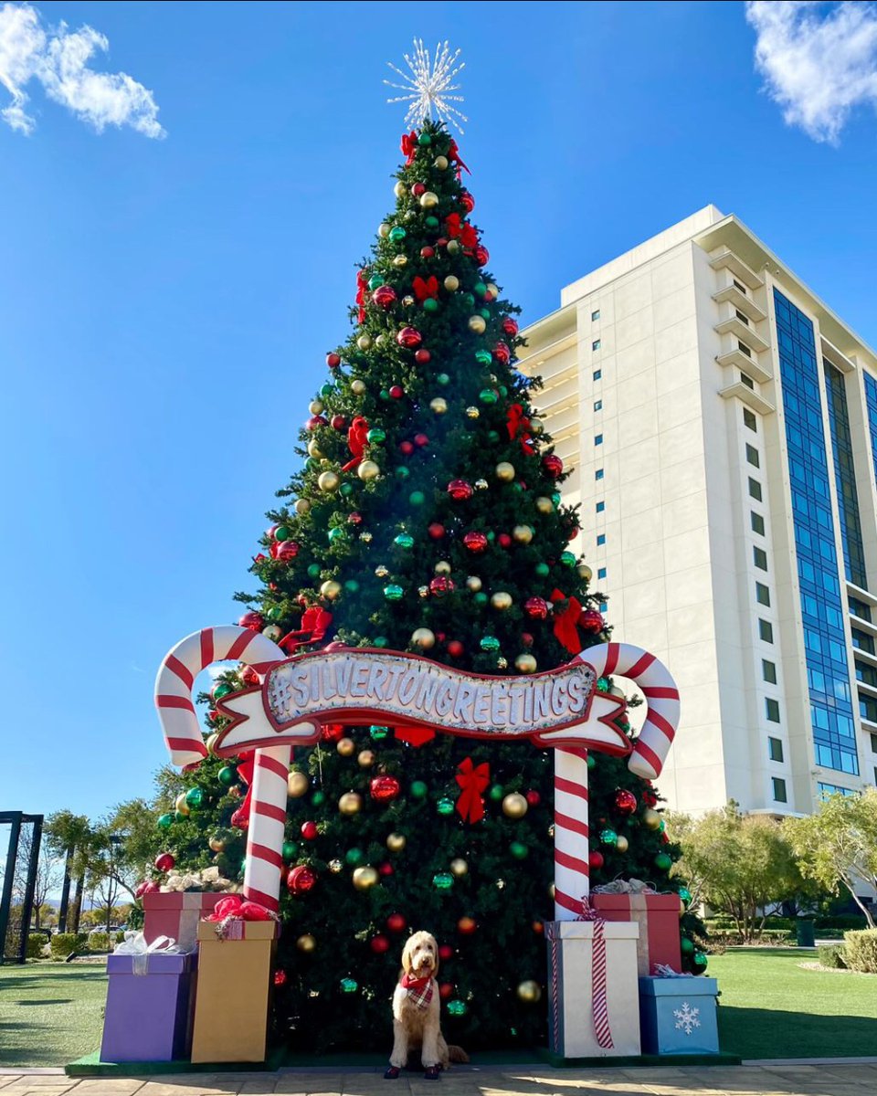 SilvertonCasino's tweet photo. @teddy_thelvdood is ready for the howl-idays. 😍🎄🐾 Thanks for stopping by today! https://t.co/chx2fXOt3F
