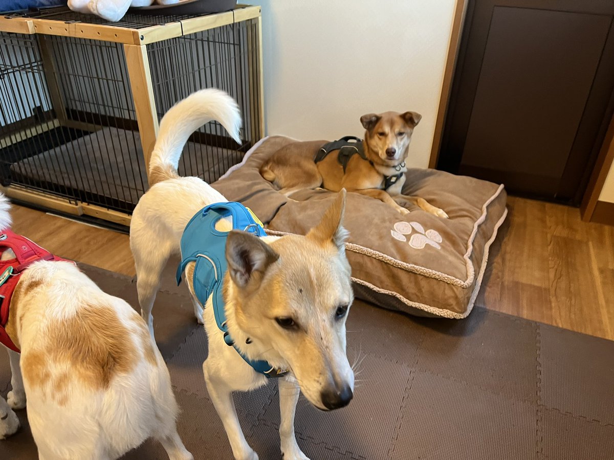 pwj_akiruno's tweet photo. 【ベッドが好き】
🐶はねみ🐶
寛ぐ時はちゃんとベッドで寝ます💤

★ワンコの詳細はこちら★
https://t.co/lrStspkmu6
⁡
★ふるさと納税でご支援を★
https://t.co/yfcDkScnfb
⁡
#ピースワンコ #ピースワンコジャパン #あきる野譲渡センター #保護犬 #拡散希望 #東京サマーランド https://t.co/NWquZXWjnI