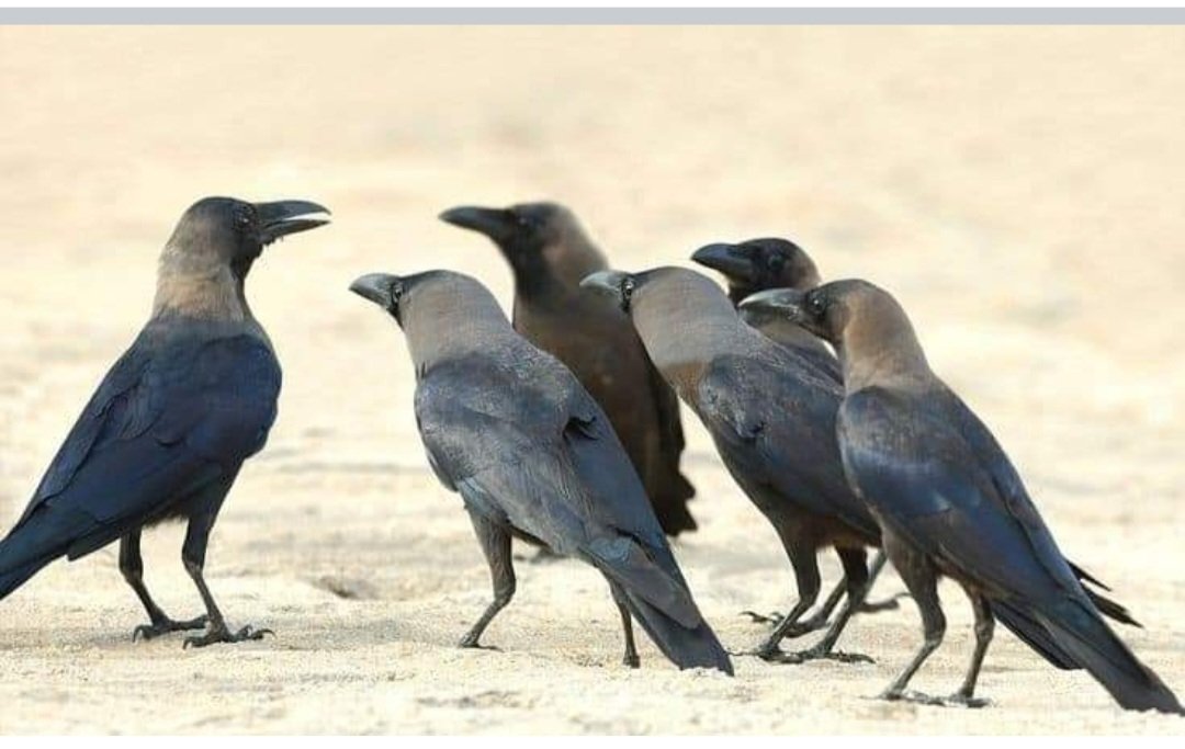 تشكر جمعية صون الطبيعة (ق ت) بمحافظة ظفار، هيئة البيئة على الحملة الوطنية لمكافحة الطيور الغازية، وتهيب الجمعية بالمجتمع بالتعاون لانجاح الحملة، وحماية الطيور المحلية من هذه الطيور الغازية ( الغراب والمينا الهندي)
<a href="/ea_oman/">هيئة البيئة - عُمان</a>