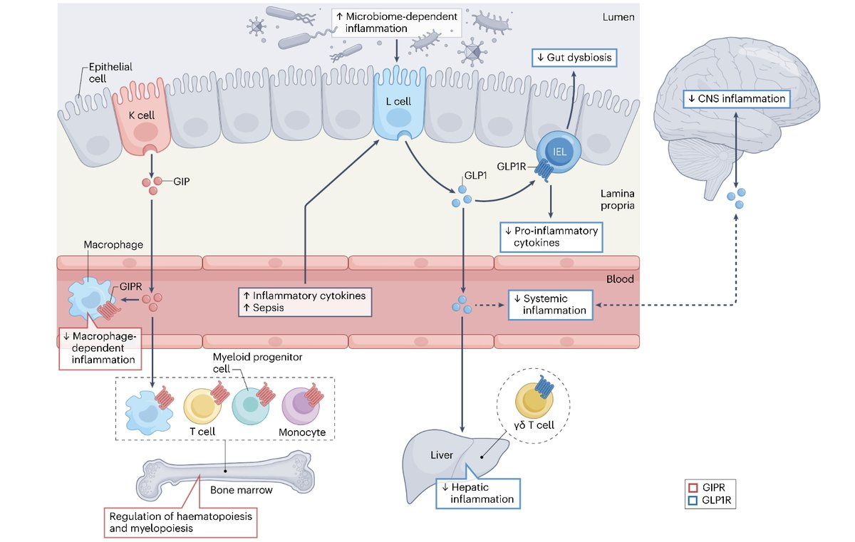 GLP-1 and GIP are physiologically  essential for suppression of #inflammation and pharmacologically suppress inflammation, actions potentially relevant to reduction of complications #T2D How and where do incretins instruct the immune system? nature.com/articles/s4157…