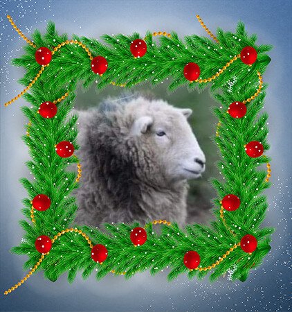 fars_sanctuary's tweet image. 🎄 #FARSAdventCalendar 🎄
DAY 14 #CloudSheep
Cloud is one of our floofiest residents, &amp;amp; v well equipped to manage these wintery, Christmassy weather conditions! ⛄🧣 And just LOOK at that gorgeous face – one of Mother Nature&apos;s many works of art!! 🎨🐑❄