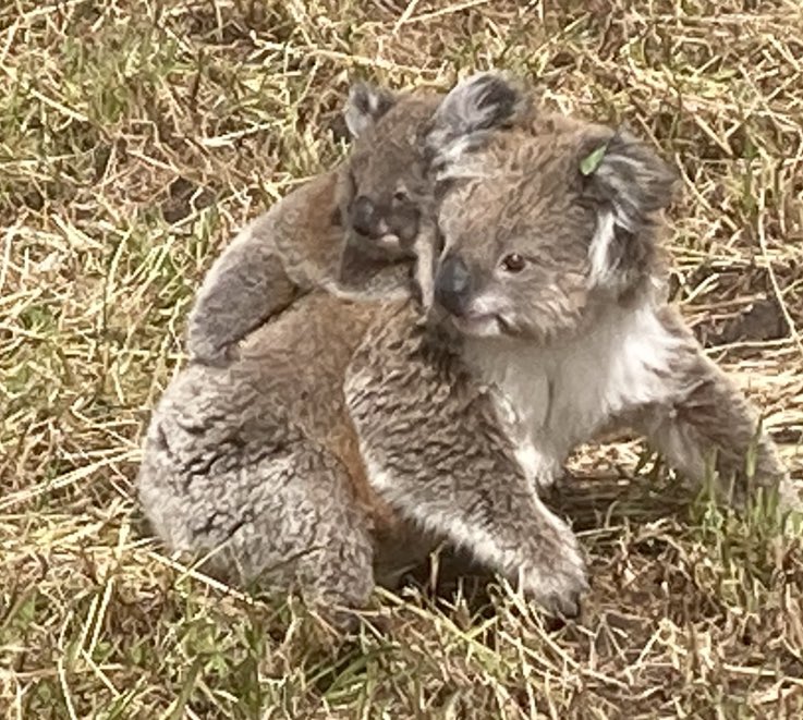 Ag Diagnostics tweet media