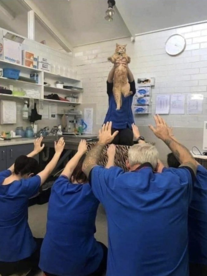 ginger cat being held up like simba while a group of people in blue shirts bow down to him obediently 