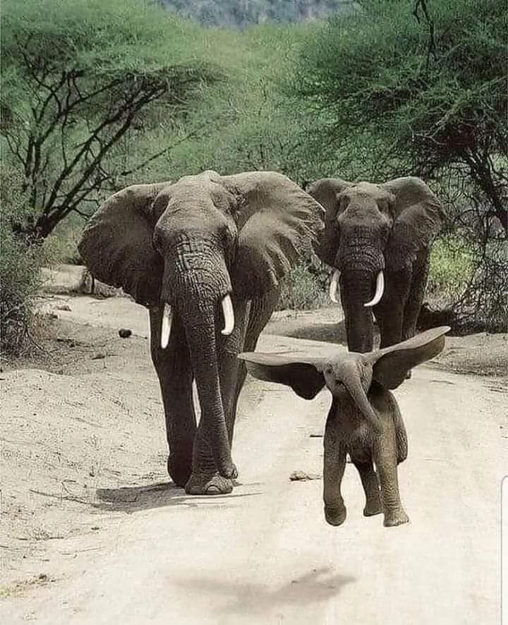 This the best elephant picture, EVER! ❤️