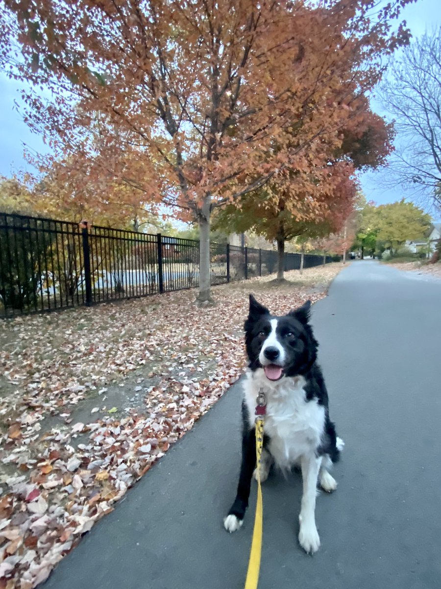 rox_ie's tweet photo. @NEHumaneSociety my girl 🤍 https://t.co/NoTJDB7C5N
