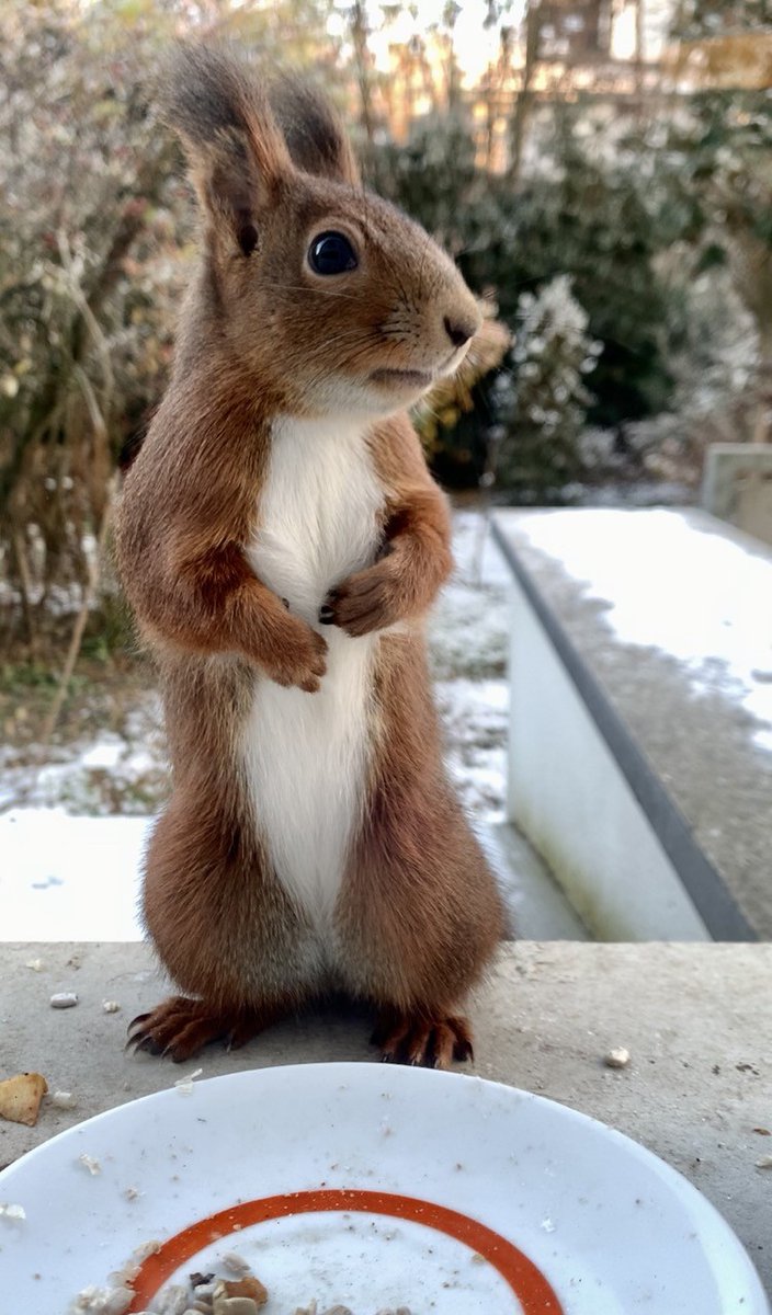 sonjabohne's tweet photo. Guten Morgen, hier noch zwei Hörnchen von gestern. Meine Erkältung ist heute in einem Stadium, in dem ich wieder arbeiten werde. Also ab jetzt weniger Zeit, um den Hörnchen aufzulauern. https://t.co/xULxd3vsff