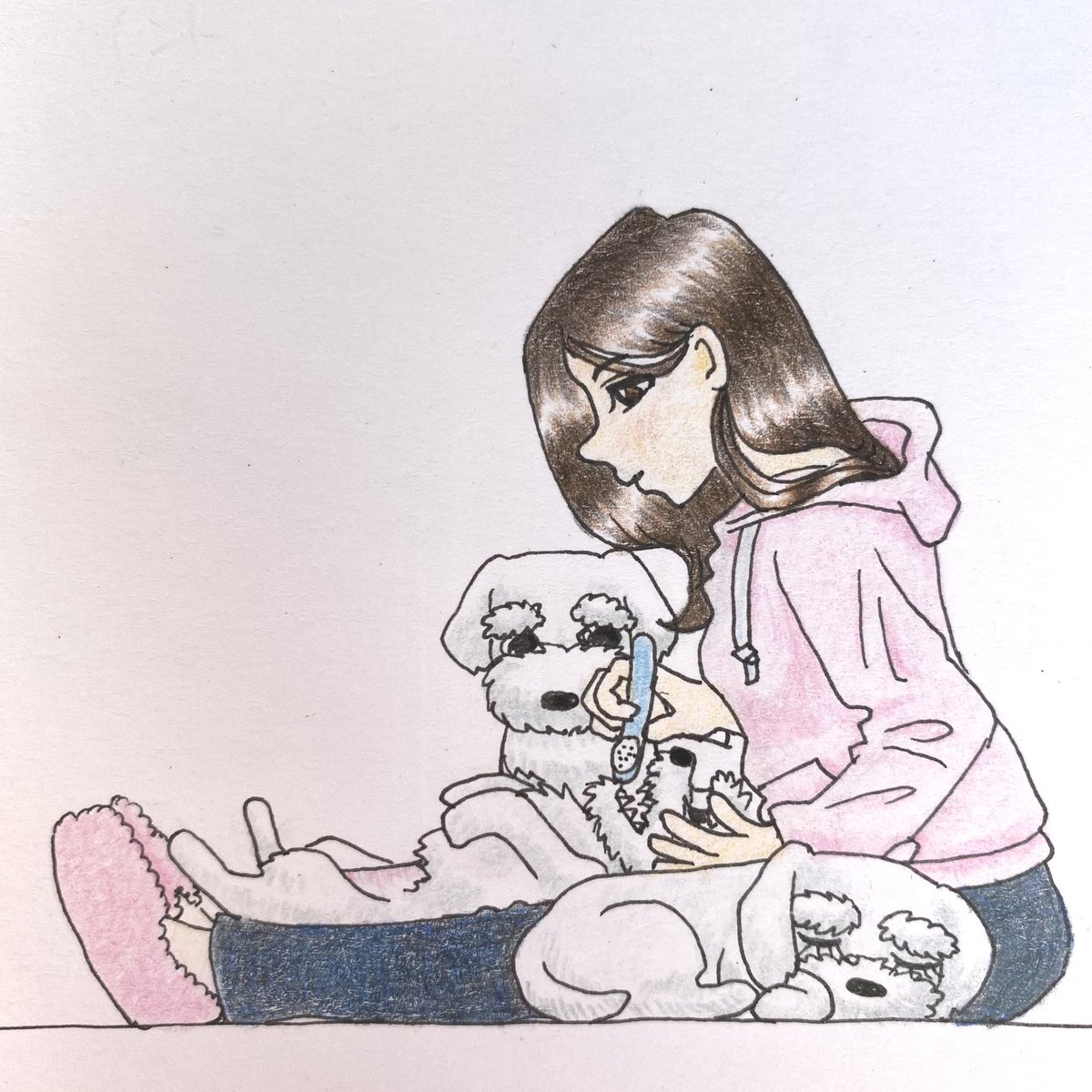 今日のお絵描き。ワンコの歯を磨きましょう🦷足の間に挟まれているのが羨ましくて一緒に寝たり、口の中をガン見したりと可愛い仕草を見せてくれます。#お絵描き #イラスト #アナログ絵 #drawing #illustration #犬 #dog #シュナウザー #schnauzer #歯磨き #BrushTeeth