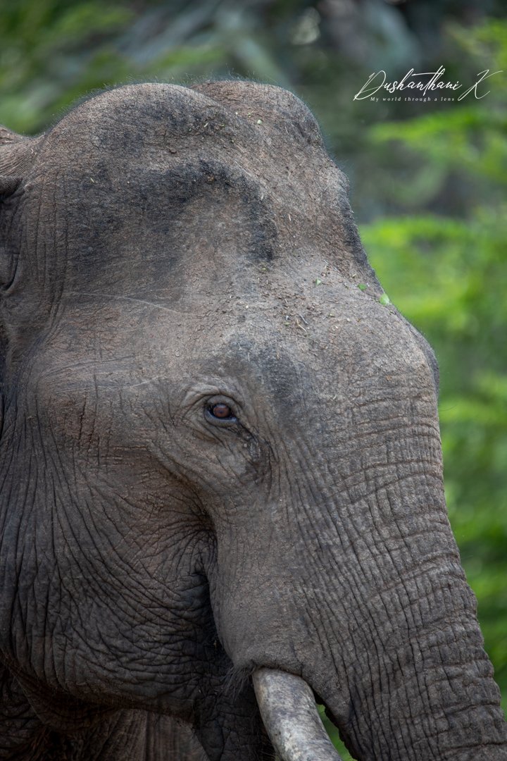 Dush18's tweet photo. Majestic tasker from Yala national park,Srilanka.

#elephant #wildlife #wildlifephotography #wild #NaturePhotography #naturelovers #SriLanka #Elephants https://t.co/7HA4DkQ9U3