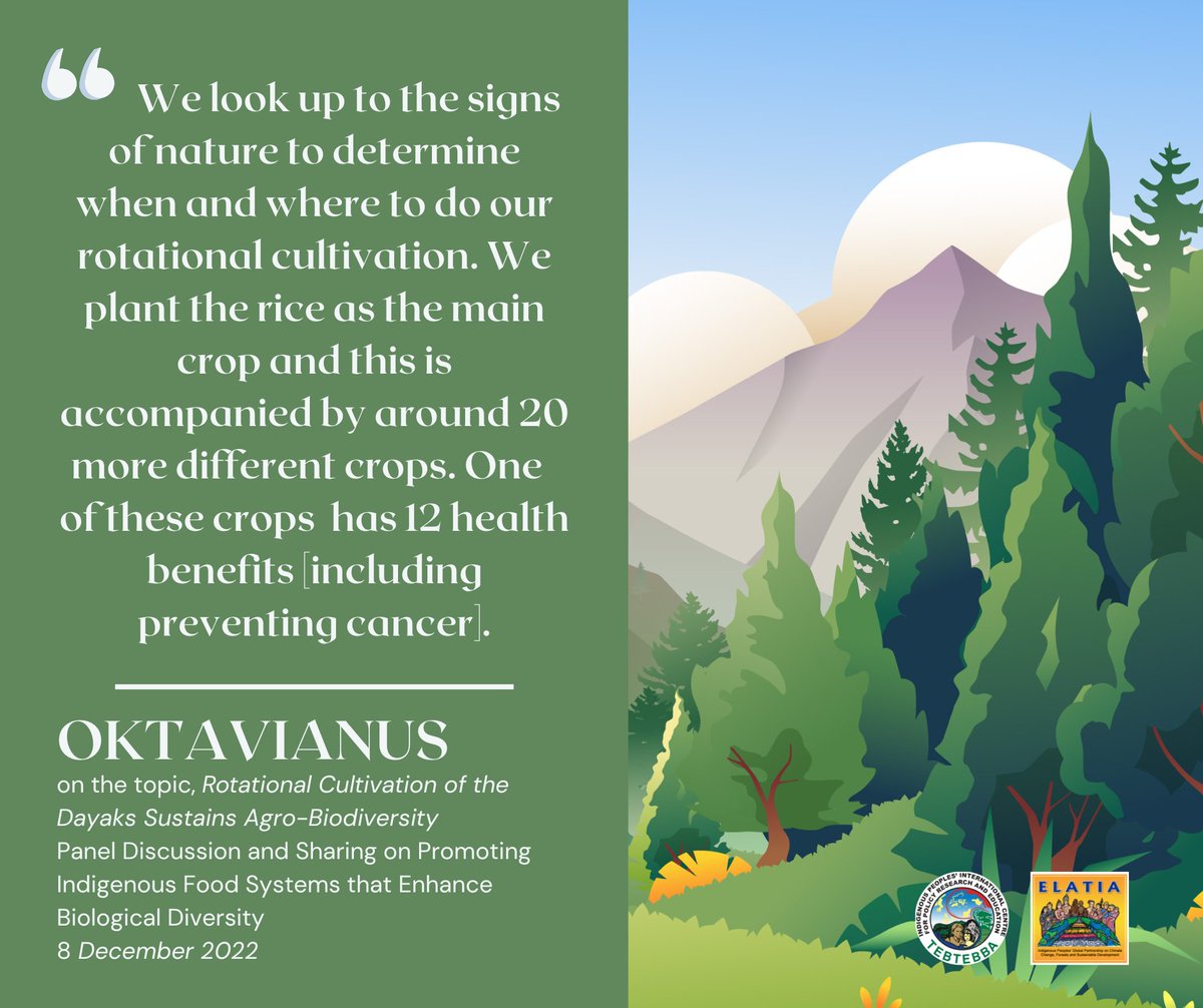 tebtebba's tweet image. 📌In the discussion on the importance of #indigenousfoodsystems to strengthen #biodiversity, Oktavianus presented the #Dayak #rotationalcultivation in relation to sustaining #agrobiodiversity. 

This #COP15 event was co-organized by #Tebtebba &amp;amp; #Elatia Partners, @NiaTero, &amp;amp; #PIKP