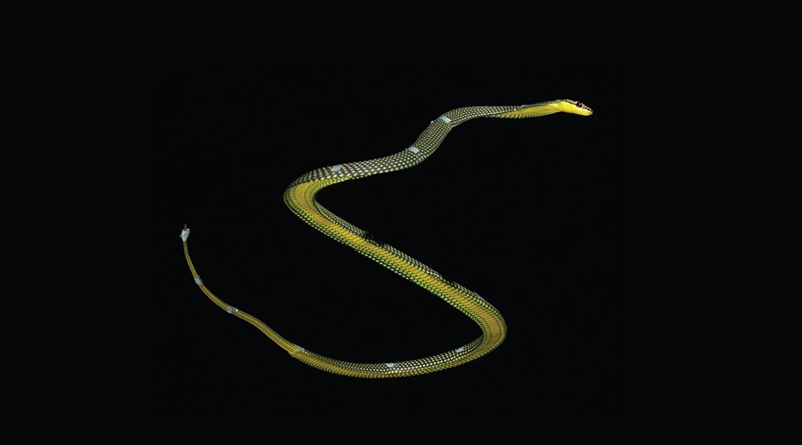 analyticsinme's tweet photo. Scientists Mimic “Flying Snakes” to Design New Robots
https://t.co/15xf420WsQ
#DesignNewRobots #MimicFlyingSnakesToDesignNewRobots #FlyingSnakeInspiredRobots #RoboticFlyingSnake #FlyingRobots #AI #AINews #AnalyticsInsight #AnalyticsInsightMagazine https://t.co/bPhNQpw93d