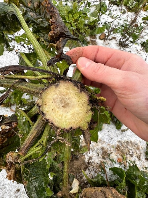 BBRO_Beet's tweet photo. Frost has led to some glorious photos, but what is it doing to your sugar beet crop? Check out our Advisory Bulletin 'Frost Special' https://t.co/qlaVzW6SFm @BritishSugar @NFUSugar https://t.co/Z1BCRq2Z34