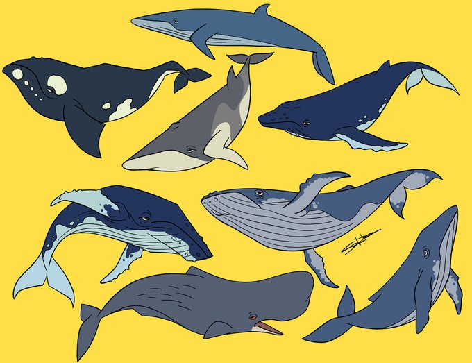 「鮫 鯨」のTwitter画像/イラスト(新着)｜3ページ目