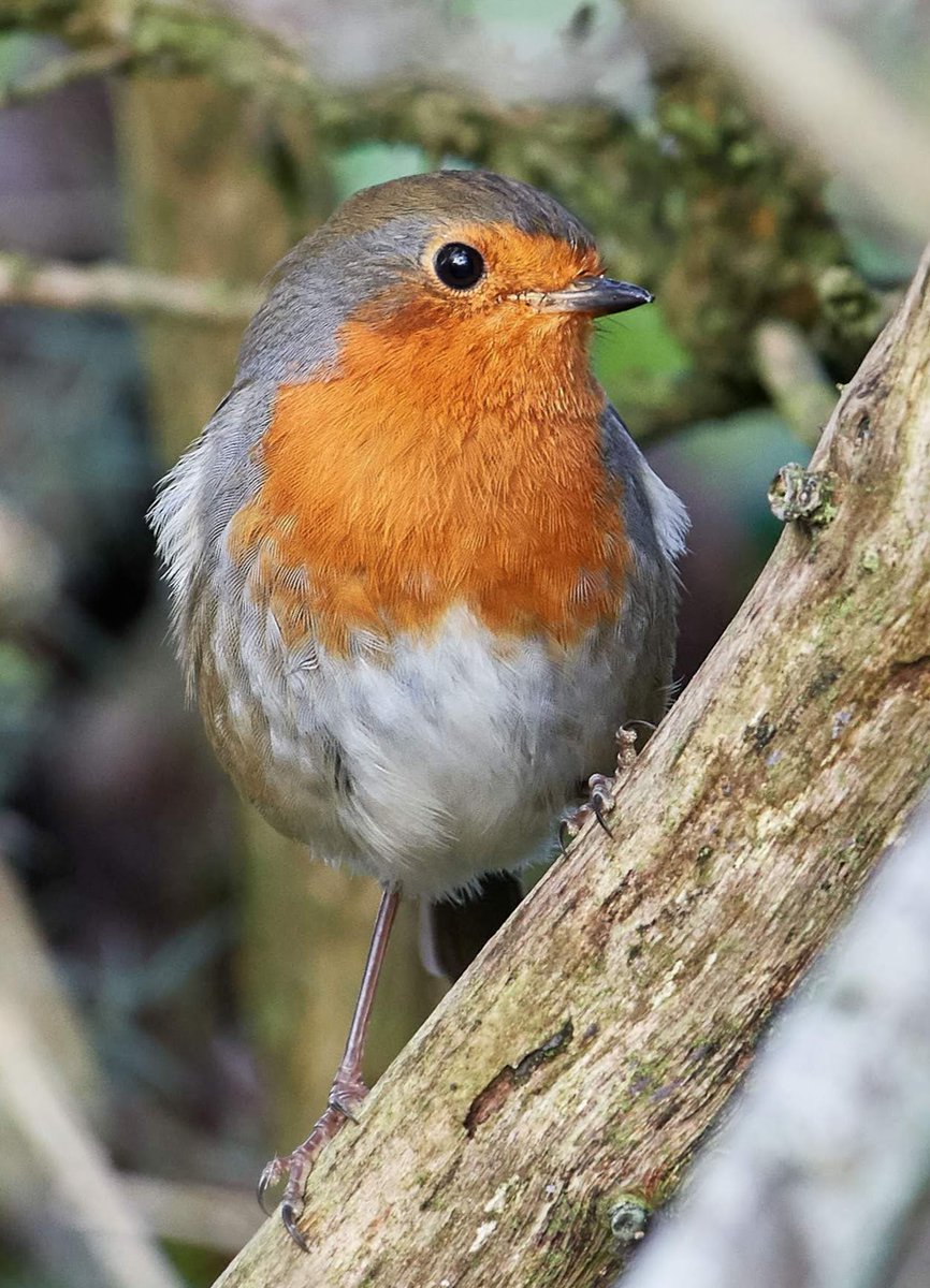 Fj71kE_XEAAuAl9?format=jpg&name=medium