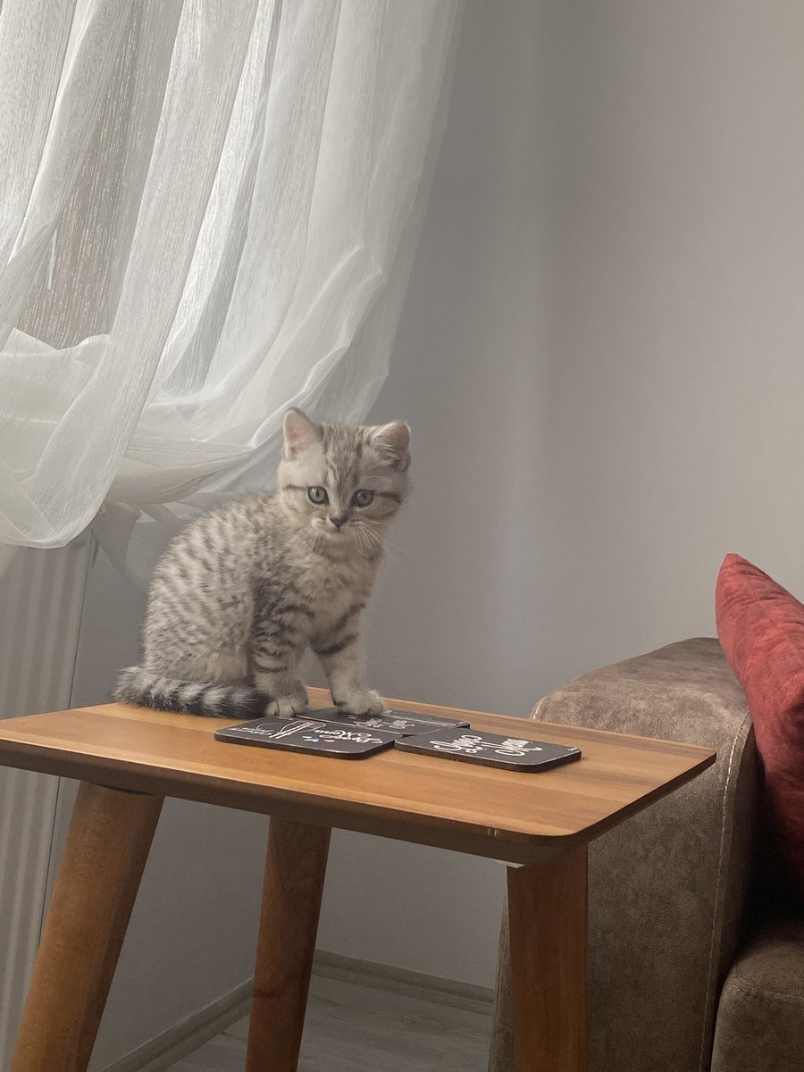 Torun bekleyen ailelerimize kedi sahiplenmemiz şoku 😂😻