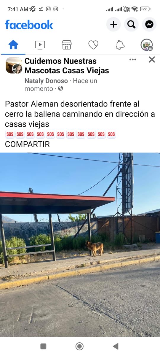 gloriabaettig's tweet photo. 🆘🆘🆘 #PuenteAlto perdido Abandonado ⁦@ppuentealto⁩ 👇 https://t.co/GzBGya9b5U