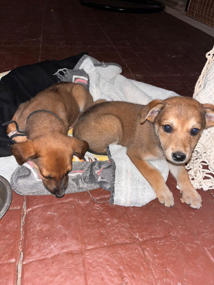 GuilleMandrille's tweet photo. Estos dos chiquitos necesitan un hogar donde les den mucho amor y mimitos. Serán bautizados Lionel y Julian 😍 Comunicarse al 3492 618075. https://t.co/rTRKSEGJzn
