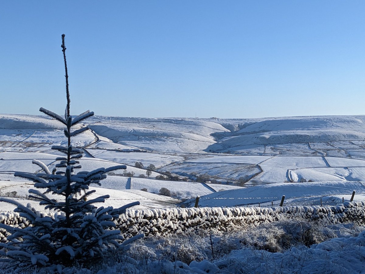 Oh Christmas Tree...