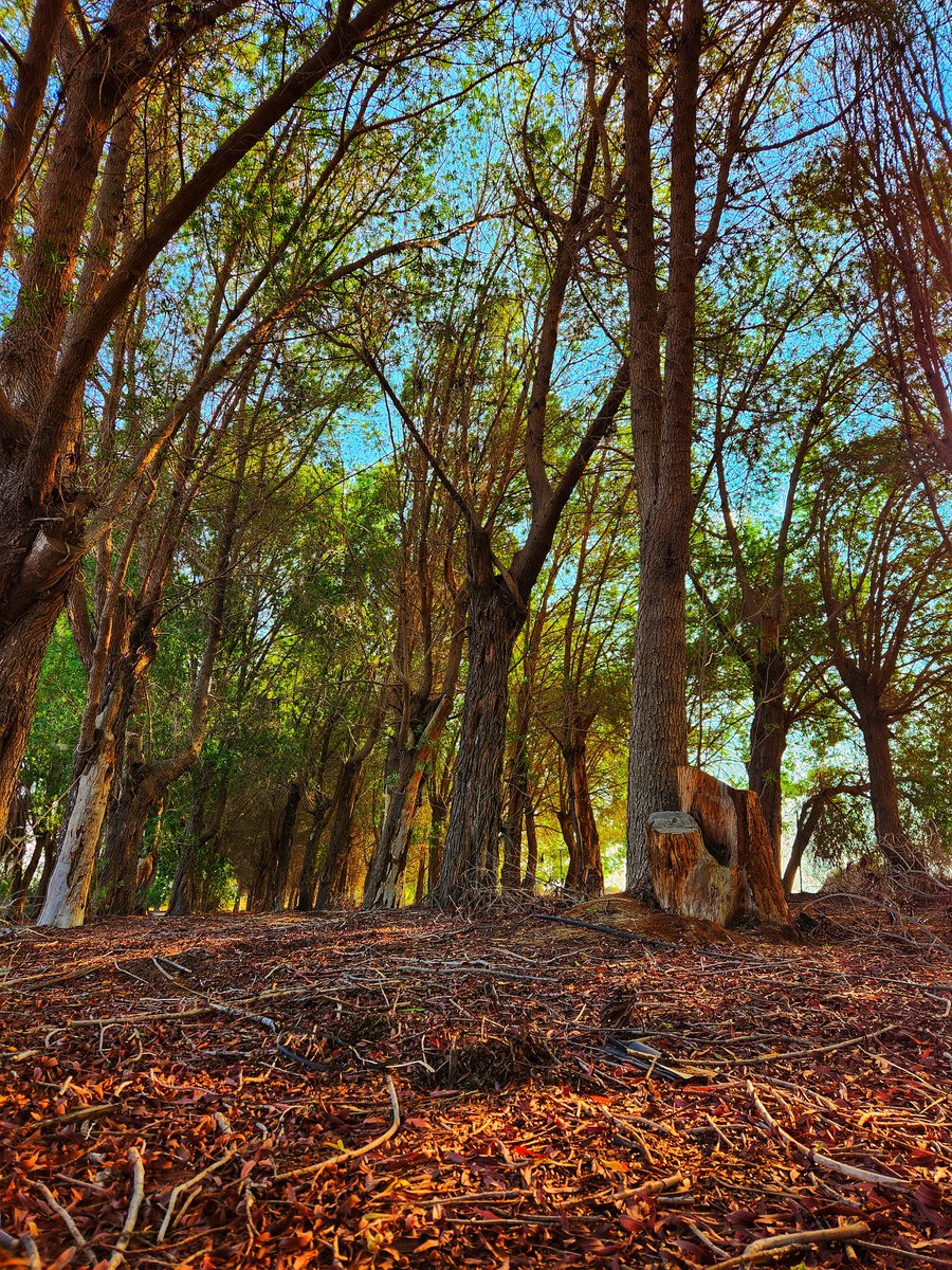 Gorgeous walk this morning 👌

Did not feel like we were in Dubai ❤️