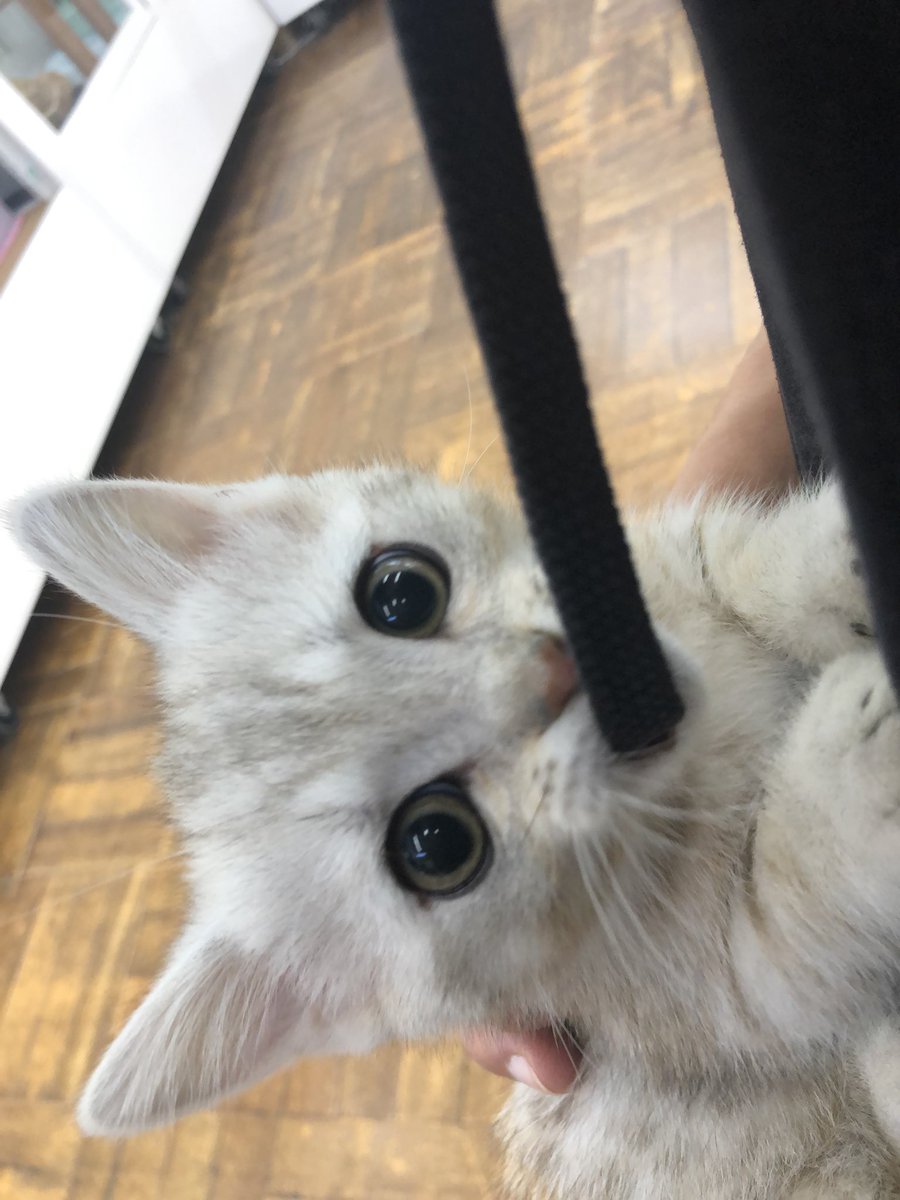 srzw2013's tweet photo. @ganbaruman6180 家の猫ちゃんです😇 https://t.co/AMqynLdYnI