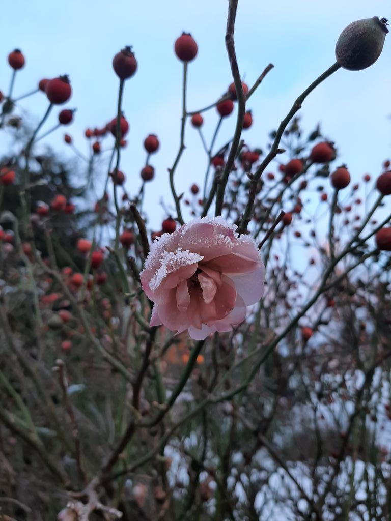 December Rose ❄