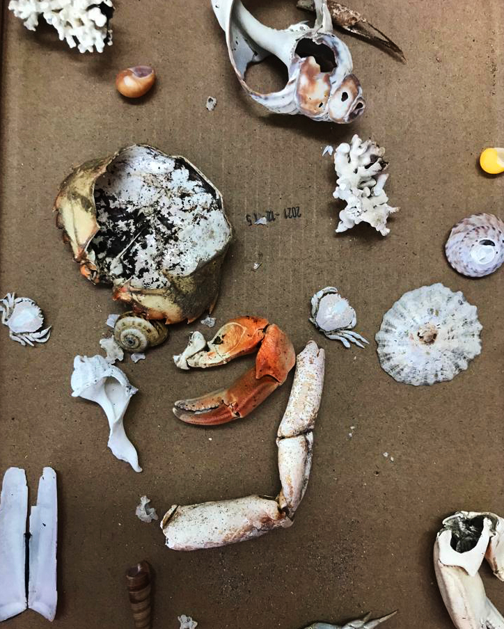 LeaveNoTraceIrl's tweet photo. 📸 An example of the activities & workbooks used during the #ExplorersEducationProgramme (@explorersedu) in Primary Schools across Ireland 🦀
Whether on a seashore safari or keeping things to the classroom, this programme is about getting students engaged & interested ...
1/2 https://t.co/E7poq06WFg