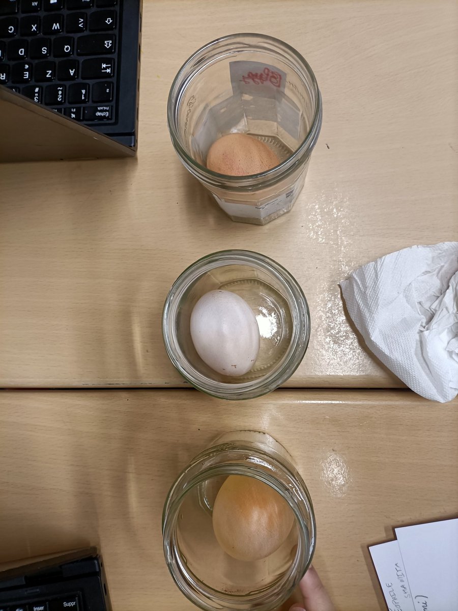 sammiemitch1973's tweet image. Grade 5 had a lot of fun doing this experiment. Lots of great conversations before, during and after. We had a few bouncy eggs and thoughts that maybe oj would possibly work if it was left for a long time. #bouncyegg #science #inquiry #fun #g5 #istlive