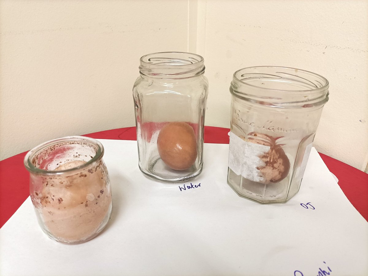 sammiemitch1973's tweet image. Grade 5 had a lot of fun doing this experiment. Lots of great conversations before, during and after. We had a few bouncy eggs and thoughts that maybe oj would possibly work if it was left for a long time. #bouncyegg #science #inquiry #fun #g5 #istlive
