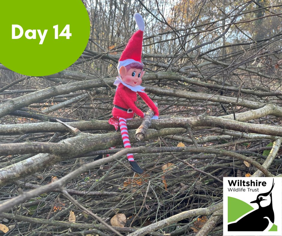 WiltsWildlife's tweet photo. ๐ถOn the fourteenth day of December,
๐ถElf did some hedgelaying,
๐ถAs a registered volunteer.
Come and meet some new people and gain new skills by joining us as a volunteer: https://t.co/7zFekoPzgY
#ElfOnTheShelf #ElfAdvent #Volunteering #Conservation #Wiltshire https://t.co/waDYIgELKn