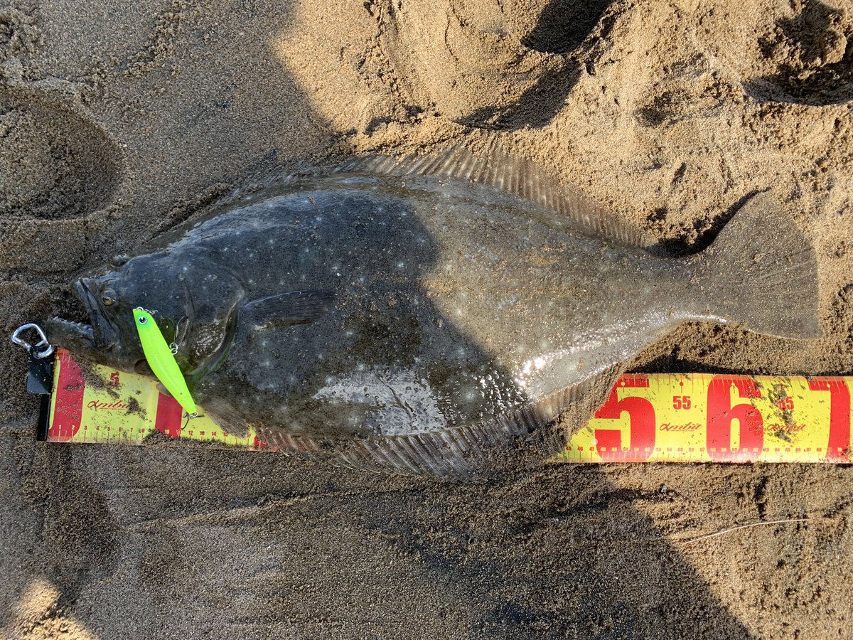 runGUN_angler's tweet photo. 今日の休日釣行🎣
爆風(最大風速9m)中ウェーディング釣行🐟
ヒラメ初めて約5年。
やっとです。座布団🎣
今日の釣果
ヒラメ72センチ
マゴチ55センチ
#岡山ウェーディング
#鮃狂
#ヒラチャレ
#岡山ヒラメ
#岡山鮃 https://t.co/vP230dBjCJ