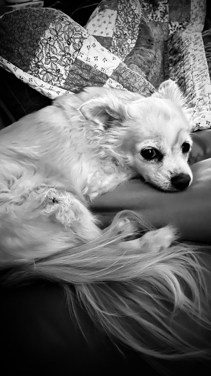 JusJoshinYa's tweet photo. Sweet baby had 11 teeth extracted today 🦷🐶 as always she handles it like a champ #smalldogproblems https://t.co/sYipNcxEnw