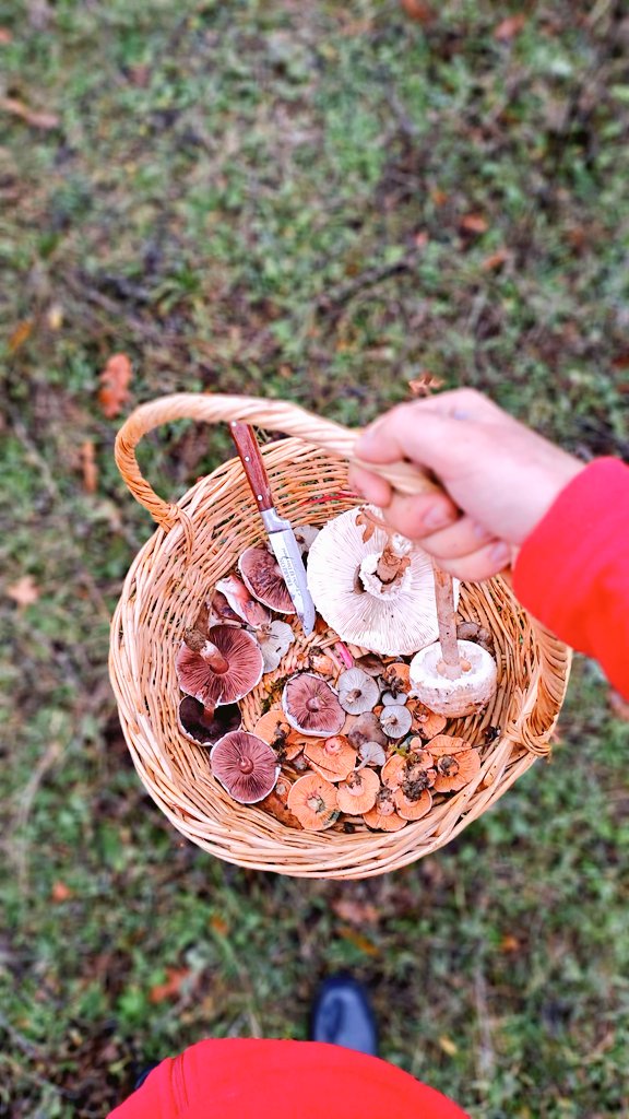 ismail17ida's tweet photo. Kazdağları Mantar Sezonu 🍄 
#Kazdağları #Kazdaglari #Kalkım  #doğadan #mantar #gezi #kulak  #mushroom #withgalaxy #melki   #farklibak #bıçak #autumn #sonbahar #manzara #galaxya33  #autumn2022 #çimen #kanlica  #NaturePhotography  #NFTCommunity #orman https://t.co/FVxNWdV9St