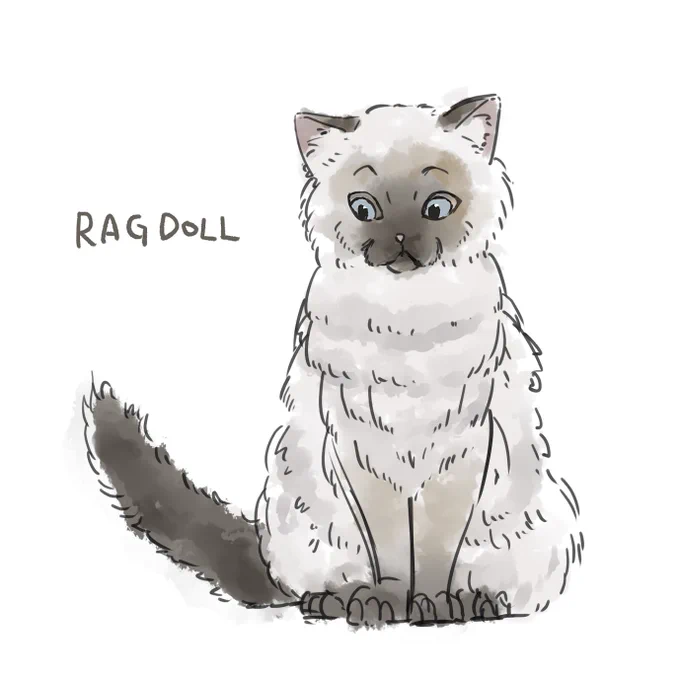 Sakioさん()の初書籍「4ステップで誰でもかわいく描ける いぬとねこのイラスト練習帖」の献本を頂きました!可愛い画集としても、練習帖としてもおススメです...!イラストは本に書いてある手法で真似して描いたラグドールです 