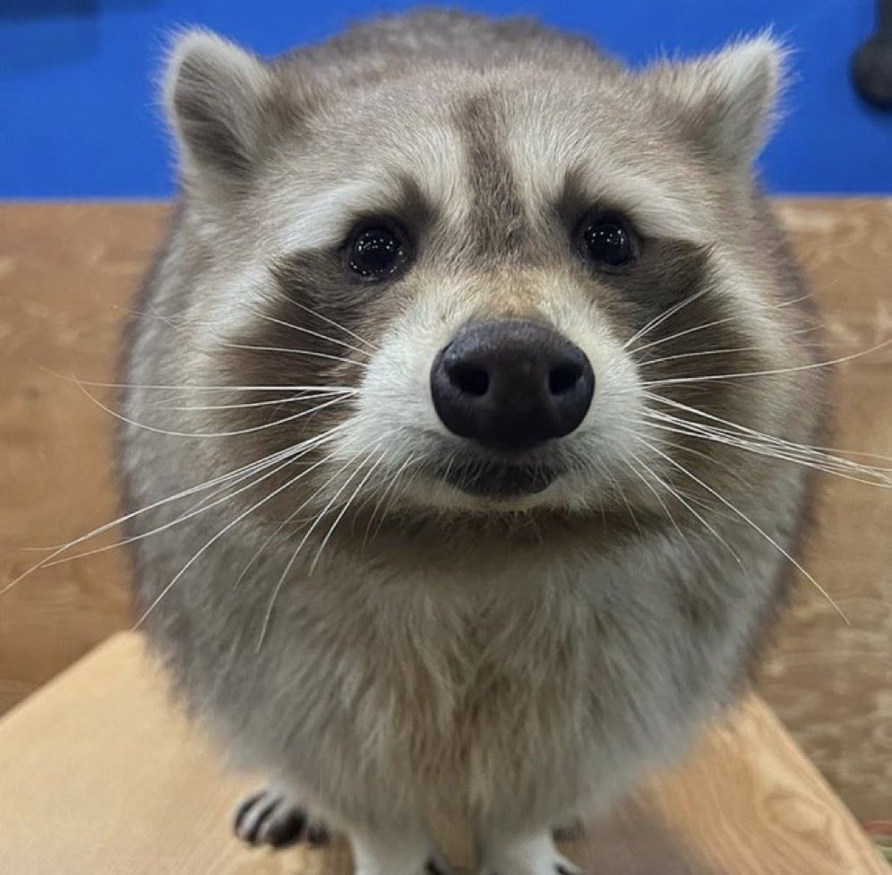 welp my program didn’t have any preparations in place and never tried to help me whatsoever🧍‍♂️a whole year wasted just like that

Returning to NA tomorrow