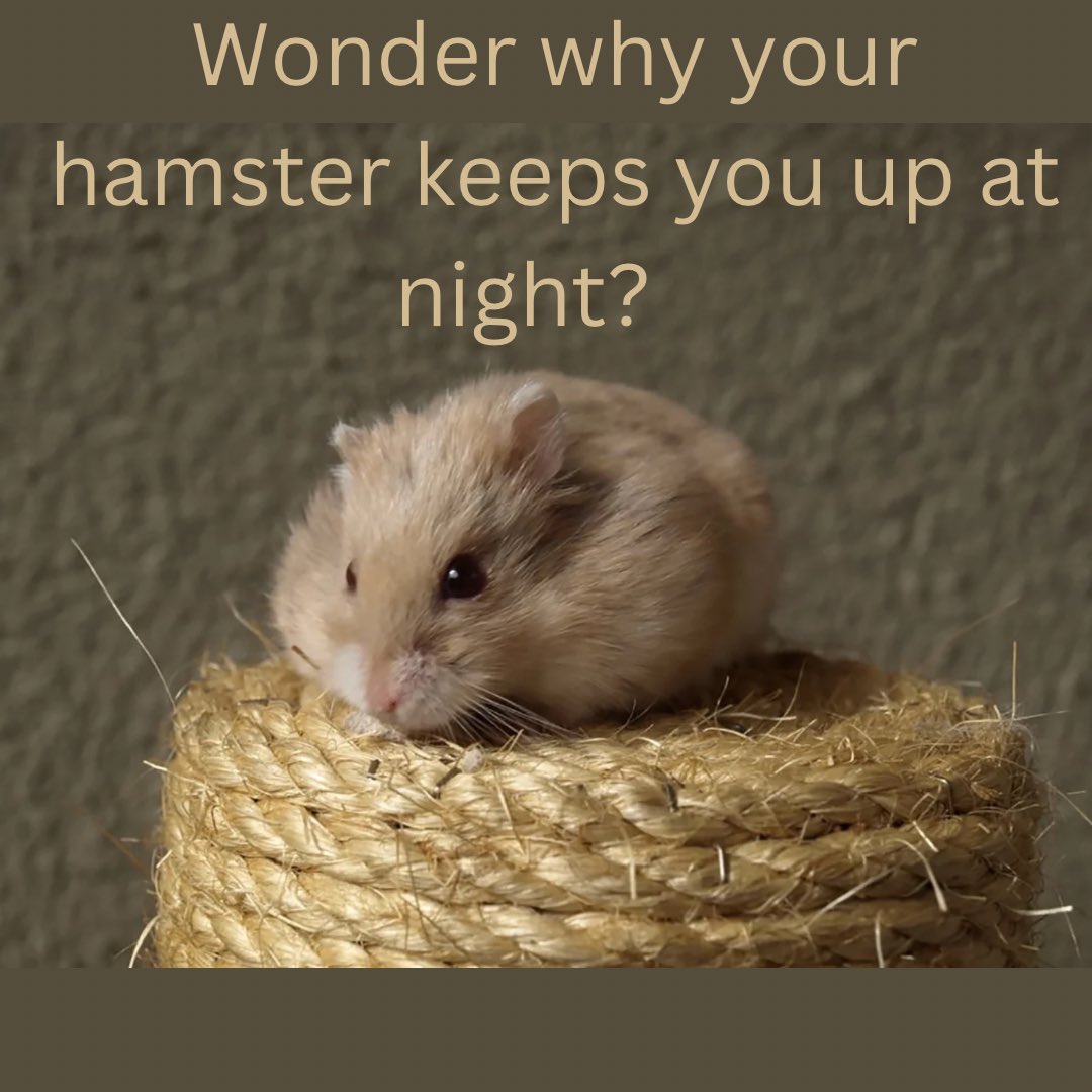 steveshamstery's tweet photo. It’s because they’re nocturnal! #steveshamstery #hamstereducation #hamster #hamsters #hamster #hamstergram #hamsterlove #hamsters #hamstercare #hamsterlife #pet #cute #syrianhamster #hamsterlover #pets #hamsterdaily #cutehamster #hamsterworld #hammy #dwarfhamster https://t.co/x4FLB9IP0F