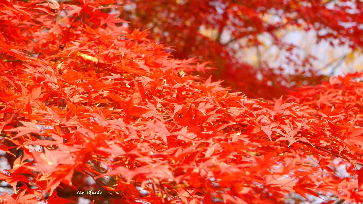 まっかっか❤️
#写真好きな人と繋がりたい