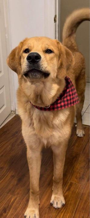 PetRecoveryYYC's tweet photo. LOST Golden Retriever type dog #Marlborough Dec 13. CALL 403-498-4644, 403-498-4497, or 825-437-3067 if seen/ found. DO NOT CHASE!! Pls rt, share, watch, help https://t.co/mtzVS8hR5C https://t.co/EOwDh41YwM