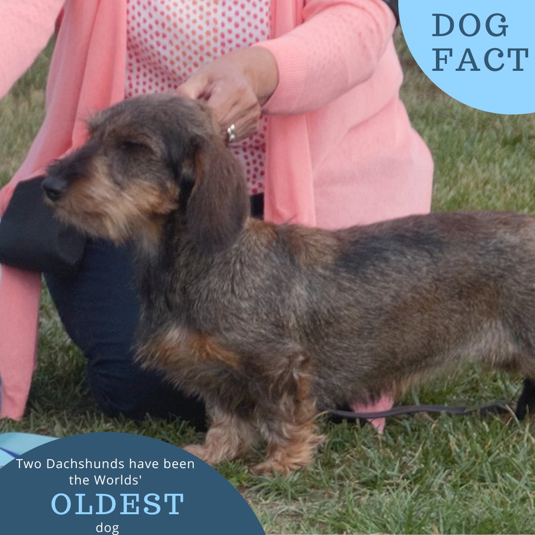 DogGoodies's tweet photo. Two Dachshunds Have Been the “World's Oldest Dog” #dachshunds #dachshundsofinstagram #dog #old https://t.co/yi5EgTedK8