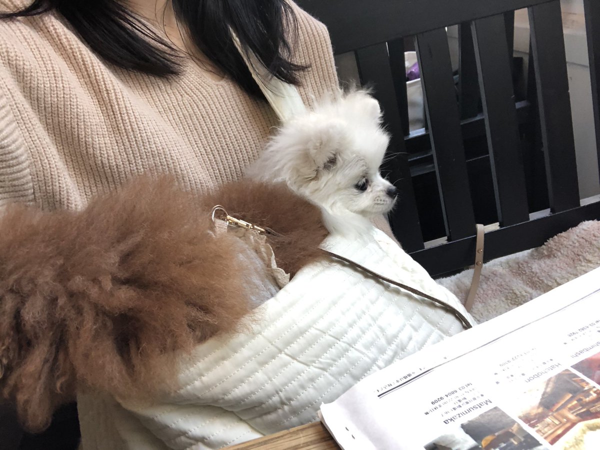 pyonsukeponta's tweet photo. カフェアートしてもらった🥰❤️❤️#カフェアート　#カフェ　#白金��　#ポメラニアン　#プードル　#ランチ https://t.co/XFwh2oJ7EQ