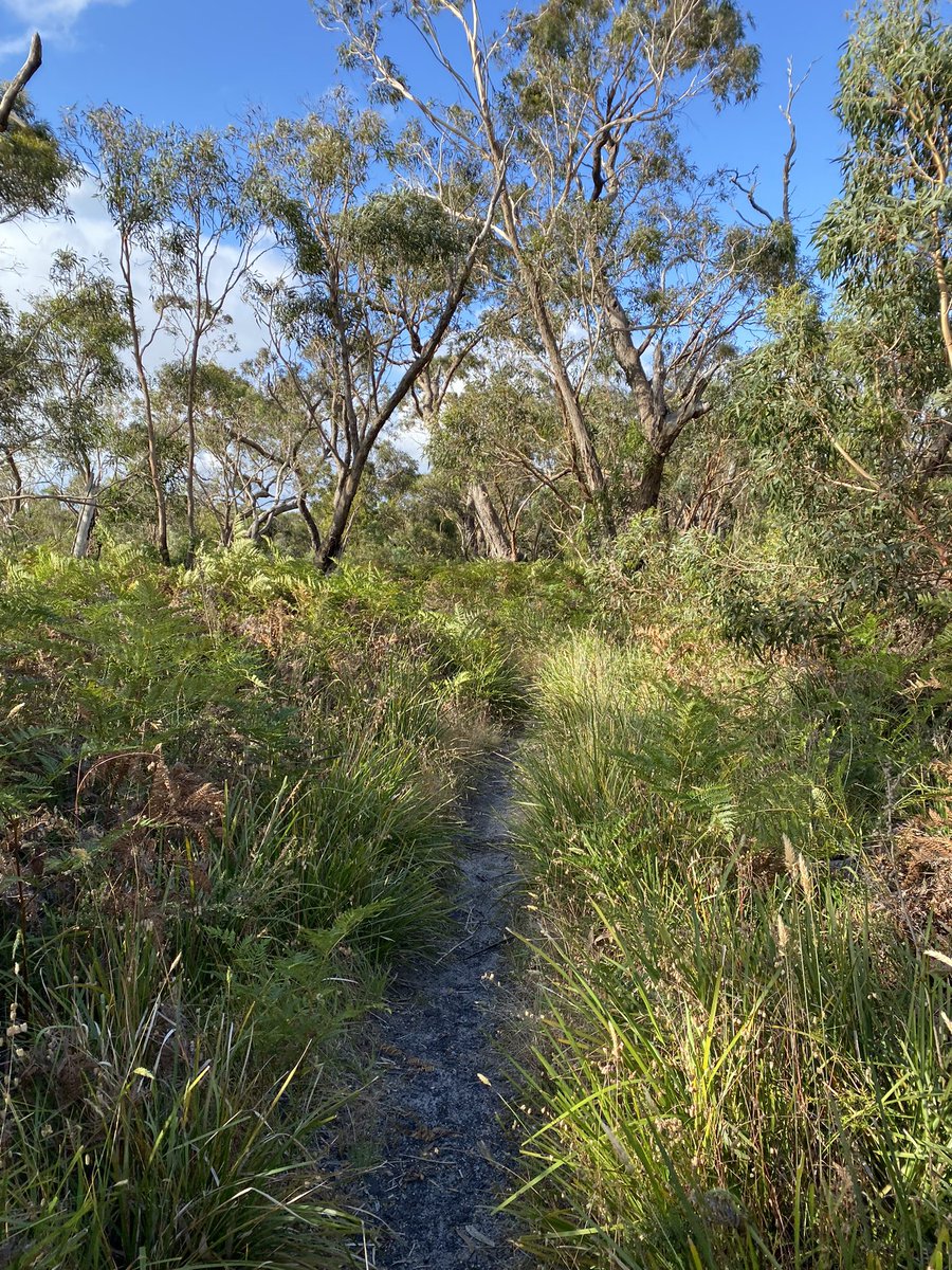DaleTunstallVM's tweet photo. Those evening strolls. Can’t help but see the #weeds that don’t need to be present. #annualgrasses #invasive https://t.co/1LNLdfTjlK