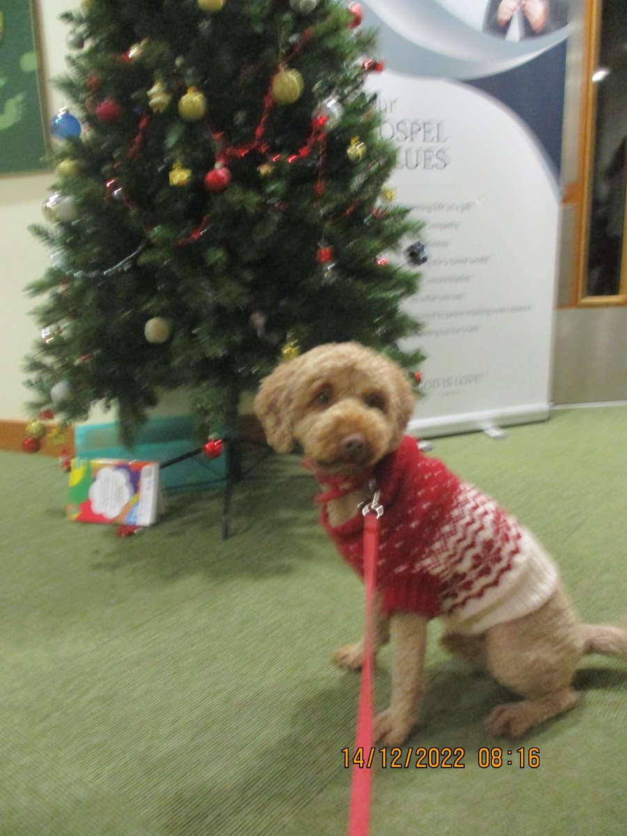 StNicholasCPS's tweet photo. It's Christmas Jumper day at St Nicholas School. Even Alfie, the school dog, is joining in! https://t.co/SnZdmsKoj1
