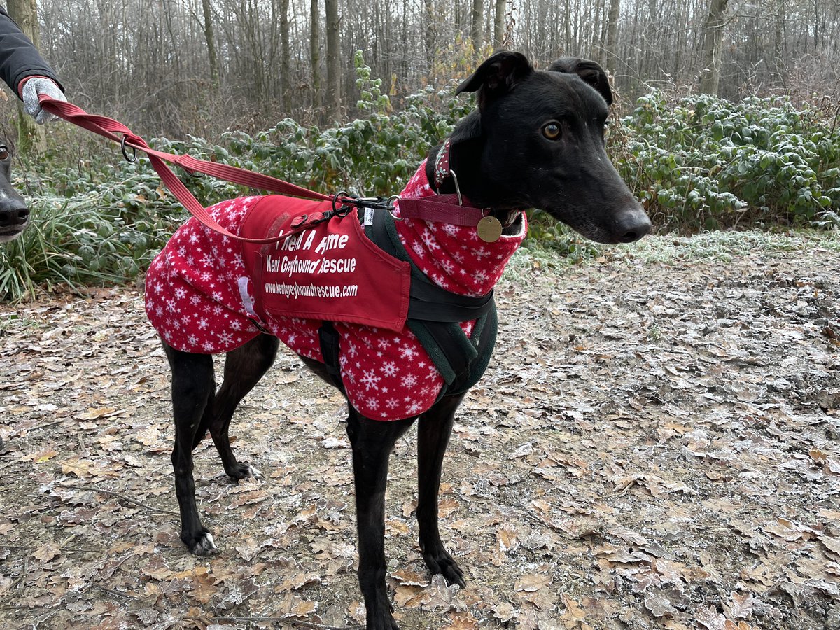 tweetsbyleigh's tweet photo. Dan, 4 is a gentle boy who we walked last week, heโs always wagging his tail and loves human company. Heโd make a loving companion and really wants to leave kennels, heโs been there over a month. Please share๐๐โค๏ธ #kent #greyound #RescueDogs #woofwednesday #dogsarefamily https://t.co/d9LomYvvEC