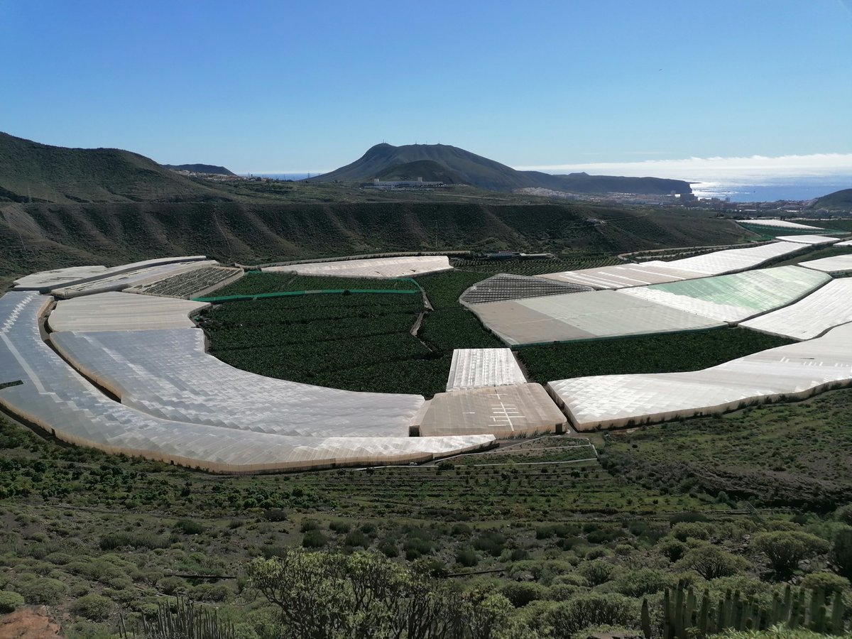 DrGreenRoof's tweet image. Canary Islands @NuffieldFarming thus far. Fog water harvesting, hydroponic farm, lots of volcano chat, 1 overnight ferry and a regen chickens in a banana farm. #wellroundedtrip #Nuffield2022