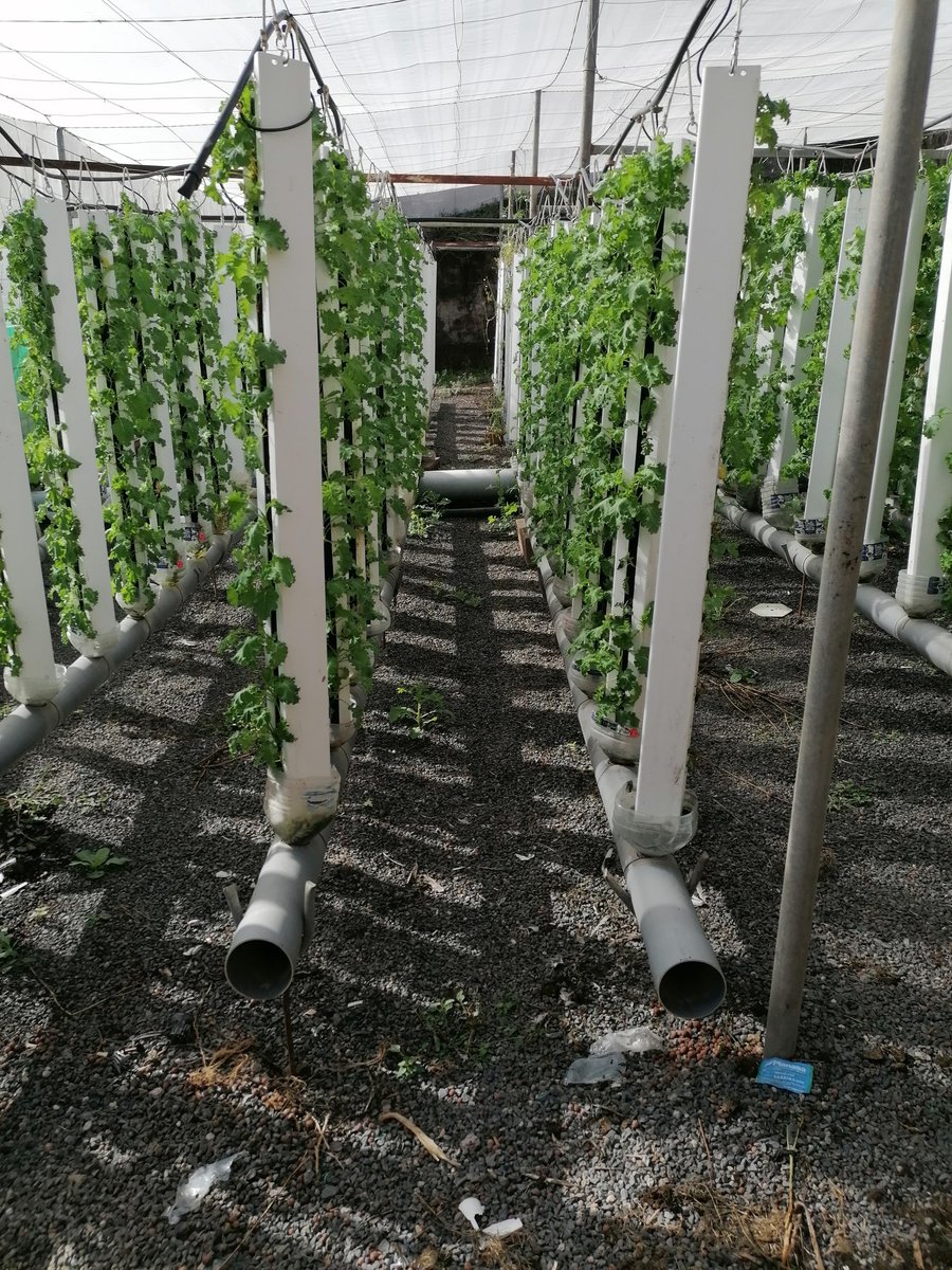 DrGreenRoof's tweet image. Canary Islands @NuffieldFarming thus far. Fog water harvesting, hydroponic farm, lots of volcano chat, 1 overnight ferry and a regen chickens in a banana farm. #wellroundedtrip #Nuffield2022